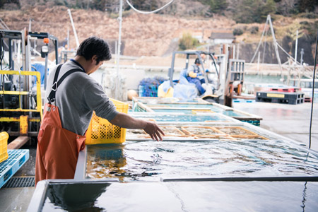 陸前高田広田湾産の一本松牡蠣の洗浄作業