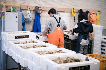 陸前高田広田湾産の一本松牡蠣の出荷作業